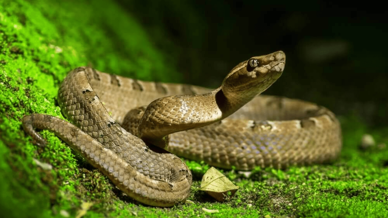 Qual a diferença entre cobra e serpente?